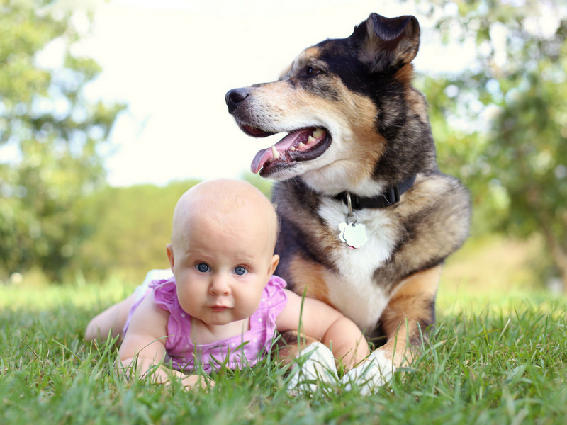 Teaching Parents How to Introduce Babies and Pets